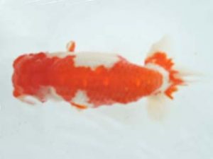 常滑らんちう愛好会　東取締　小笠原　茂　碧南