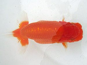 若葉会 東大関 服部充宏 若葉会 東大関 服部充宏