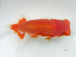 若葉会 西大関 上田彬斗 若葉会 西大関 上田彬斗