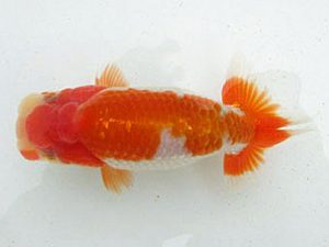 若葉会 立行司 岡田正三 若葉会 立行司 岡田正三