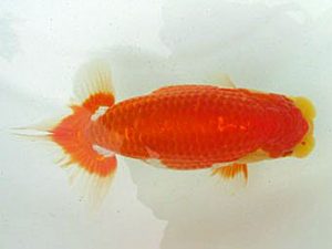 若葉会 取締一 伊藤幸泰 若葉会 取締一 伊藤幸泰