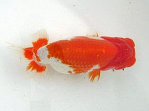 若葉会 取締二 高津晴彦 若葉会 取締二 高津晴彦