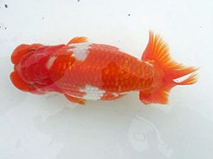 若葉会 西大関 金 敏幸 若葉会 西大関 金 敏幸