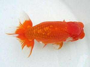 若葉会 立行司 八木博明 若葉会 立行司 八木博明