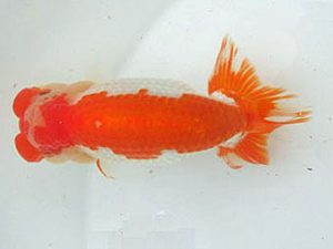 若葉会 取締一 古川伸二 若葉会 取締一 古川伸二