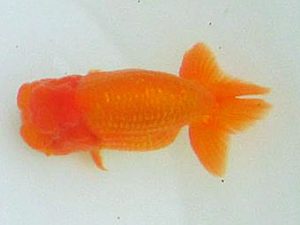 若葉会 取締二 浦野浄児 若葉会 取締二 浦野浄児