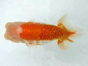 若葉会 東大関 八木博明 若葉会 東大関 八木博明