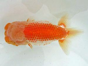 若葉会 西大関 大久保敏男 若葉会 西大関 大久保敏男