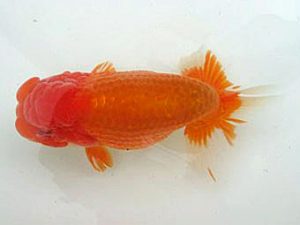 若葉会 立行司 大久保敏男 若葉会 立行司 大久保敏男