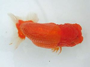 若葉会 取締一 八木博明 若葉会 取締一 八木博明