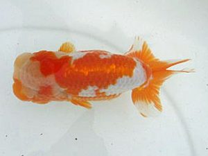 若葉会 取締二 白川義則 若葉会 取締二 白川義則