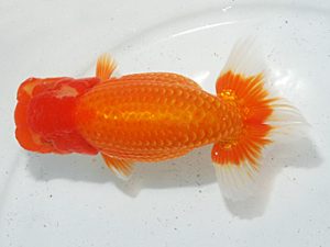 日らん　中村　剛　三重