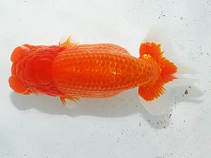 日らん　小山徹志　山梨