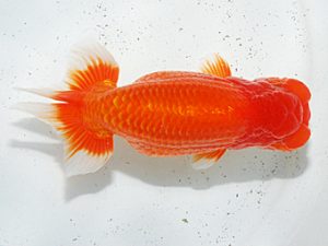 日らん　古川裕昭　千葉