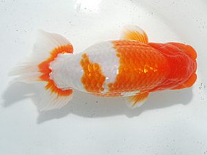 日らん 阿部晴樹　愛媛