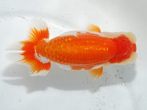 日らん　鈴木和男　静岡