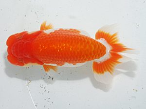 日らん　沢田光孝　愛知