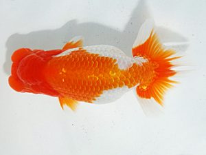 日らん 高尾昌幸　岡山