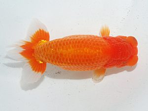 日らん　中野史彦　福岡