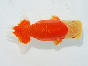 日らん　小澤忠幸　静岡