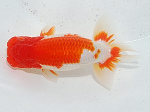 日らん　岡田幾三　愛知