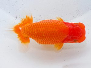 日らん 藤原博文　徳島