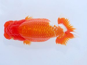 日らん　橋村健太　広島