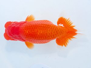 日らん　白川成也　岡山