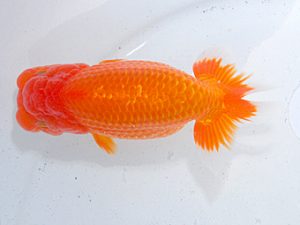 日らん 跡部正和　福岡