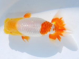 日らん　東山靖章　岐阜