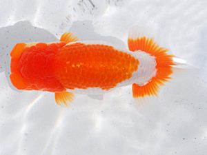 日らん 胡本佳孝　岡山