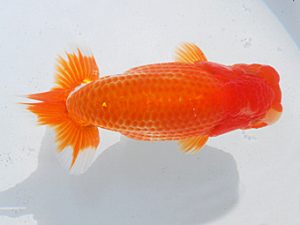 日らん　野口　弘　愛知