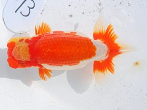 日らん　鈴木友来　愛知