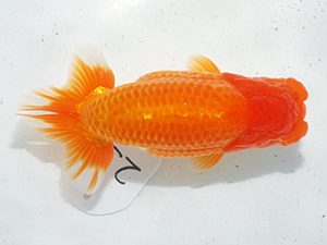 日らん　西口武志　大阪