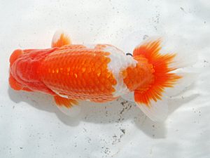 日らん　阿部晴樹　愛媛