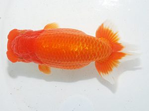 日らん 小澤忠幸　静岡