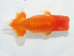 日らん　榊原英樹　愛知