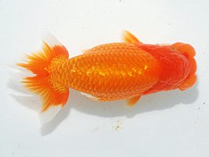 日らん　高尾直美　岡山