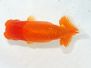 日らん 榊原英樹　愛知