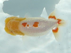 福島らんちゅう会　西大関　成田文雄