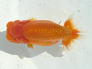 福島らんちゅう会　立行司　成田文雄