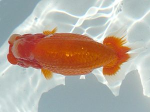 福島らんちゅう会　取締一　高橋敏弘