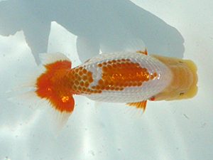 福島らんちゅう会　取締二　成田文雄