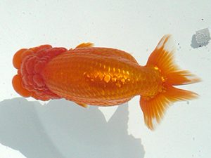 福島らんちゅう会　東大関　落合敏之