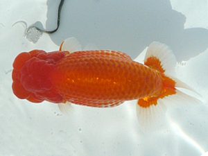 福島らんちゅう会　西大関　平　修一