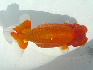 福島らんちゅう会　立行司　南　亮太