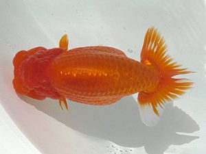 福島らんちゅう会　取締一　平　修一