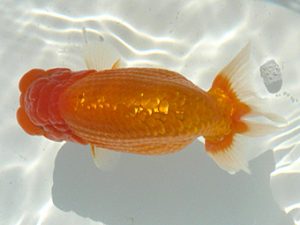 福島らんちゅう会　取締二　高田順一