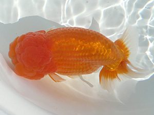 福島らんちゅう会　東大関　高田順一