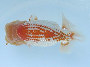 福島らんちゅう会　西大関　平　修一